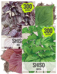 Seed Needs Shiso Herb Seeds variety pack front view with artistic illustration