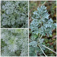 Seed Needs Wormwood seeds illustration on packet