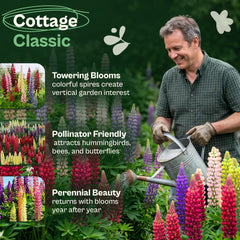 Seed preparation instructions for Russell Lupine seeds