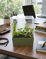 Seed Square Terrarium with Venus Fly Trap seeds