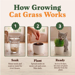 Seedboy Cat Grass Seeds growing in a tray