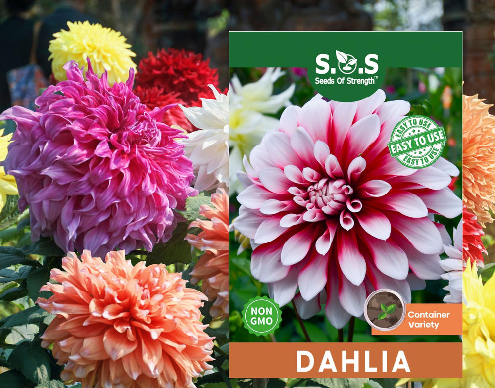 Seeds Of Strength Perennial Dahlia Labyrinth Flower Seeds packet front view