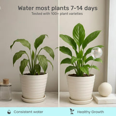 Self-watering bulb in use with indoor plant