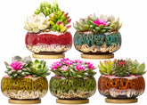 Set of 5 LamDawn ceramic succulent pots with bamboo trays