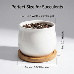 SHECIPIN succulent pot set with 8 pots and trays