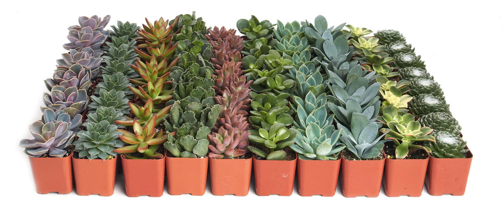 Shop Succulents Assorted Succulent Plant Pack with various colourful plants