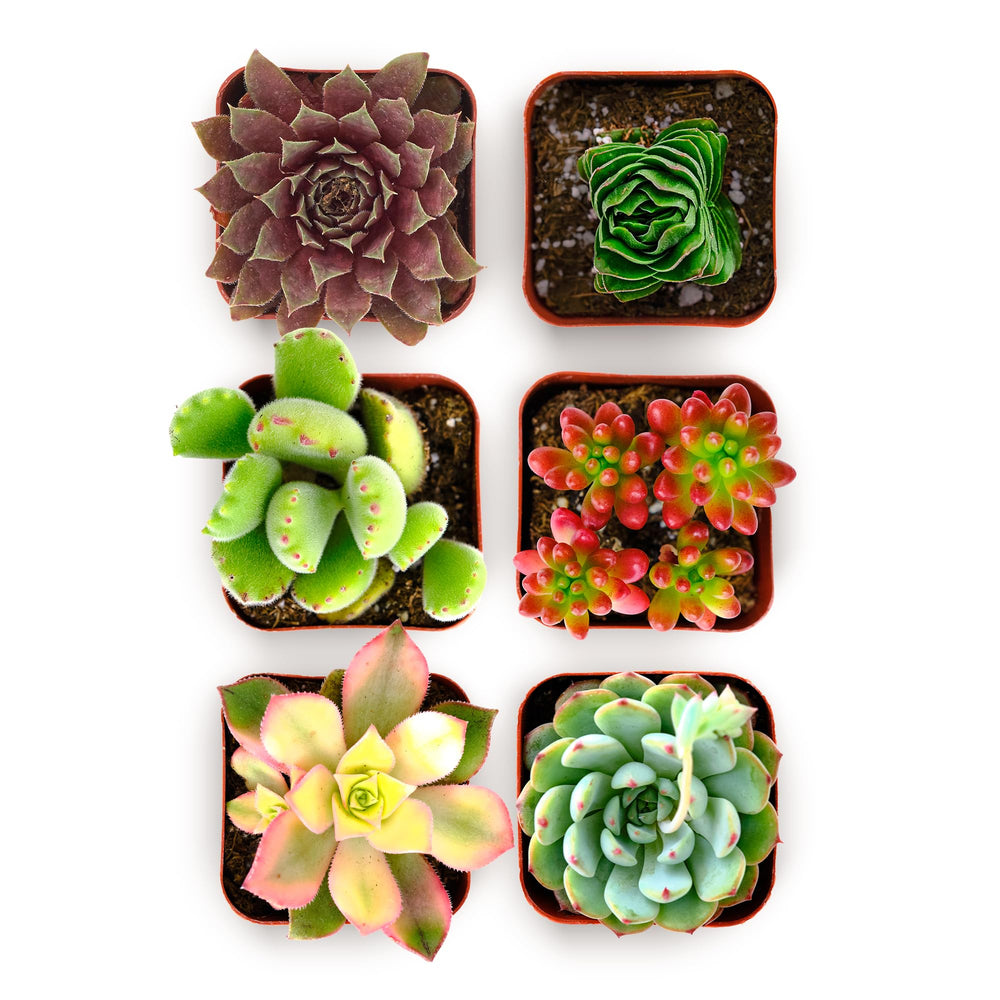 Shop Succulents Colorful Succulent Plant Pack of 6 in grow pots