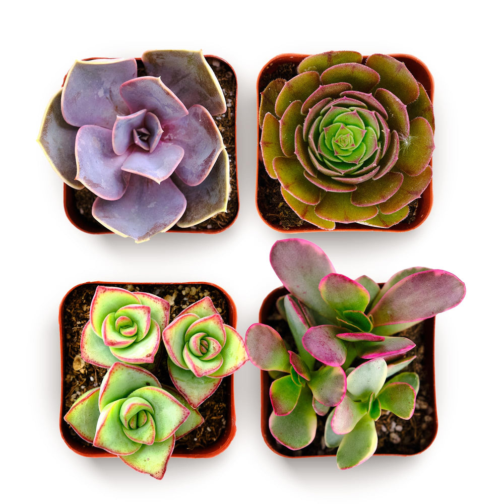 Shop Succulents Colorful Succulent Plant Pack with four 2-inch plants