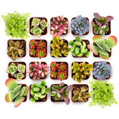 Shop Succulents Endless Summer collection 20 mini plants in grow pots
