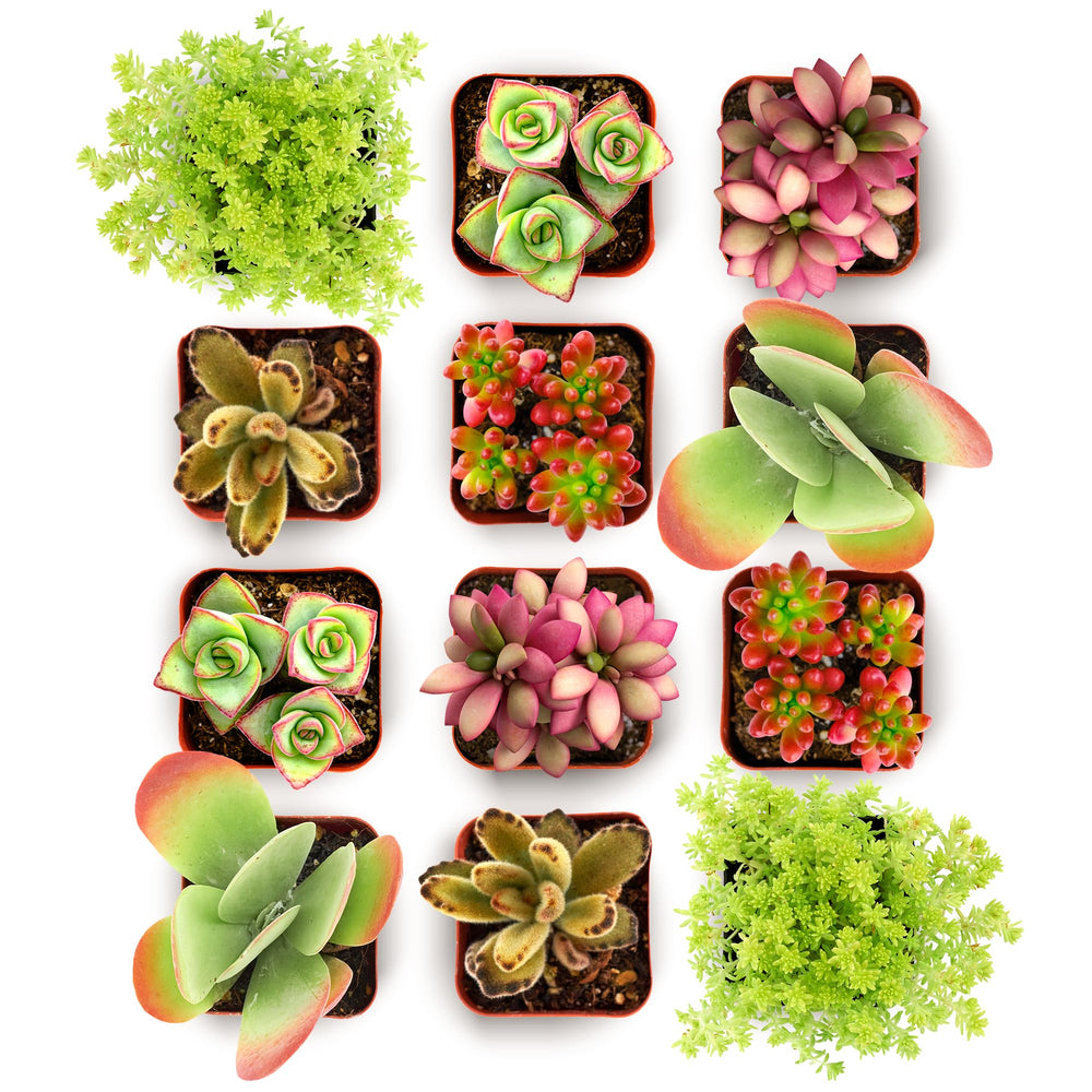 Shop Succulents Endless Summer Succulent Pack with 12 mini plants