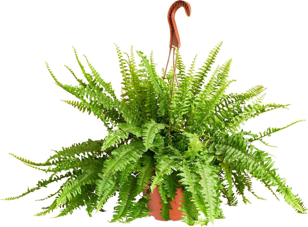 Shop Succulents Queen Fern Plant in 6 inch hanging nursery pot