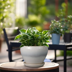 Side view of Ceramicfor Planter Pot displaying its modern design