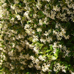 Side view of Confederate Jasmine plant climbing a trellis
