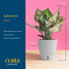 Side view of Costa Farms Chinese Evergreen in a 6-inch ceramic pot