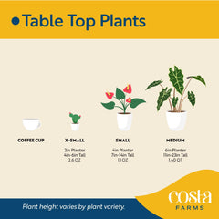 Side view of Costa Farms Snake Plant on desk