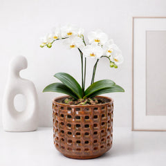 Side view of D'vine Dev Orchid Pot showcasing its glazing