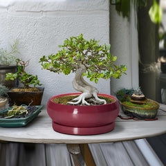Side view of EPFamily bonsai pot with drainage hole