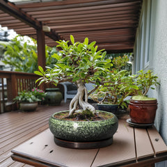 Side view of EPFamily Ceramic Succulent Planter