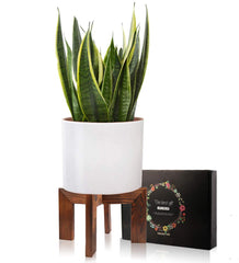 Side view of Gendral Forwepup Wood Plant Stand with plant pot