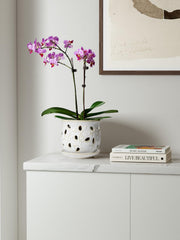 Side view of LE TAUCI Ceramic Orchid Pot in Arctic White