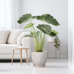 Side view of MPotTo 10 Inch Ceramic Planter Pot with saucer