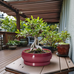Side view of the EPFamily bonsai tree pot showing its glazed finish