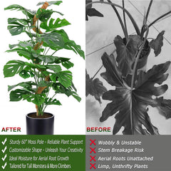Soupiar moss pole supporting a Monstera plant