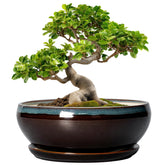 SQOWL 10 Inch Ceramic Bonsai Tree Pot front view in blue-brown