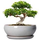 SQOWL 12 Inch Gray Ceramic Bonsai Pot front view
