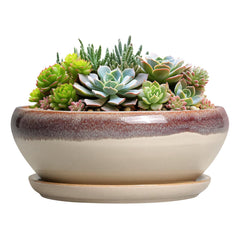 SQOWL 8 Inch beige ceramic succulent pot front view with saucer