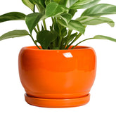 SQOWL 8 inch ceramic planter pot in glossy orange front view