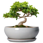 SQOWL 8 Inch Gray Ceramic Bonsai Tree Pot with Saucer