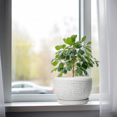 SQOWL 8 inch planter in outdoor garden setting