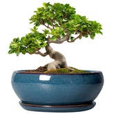 SQOWL Bonsai Pot 10 Inch Retro Blue front view