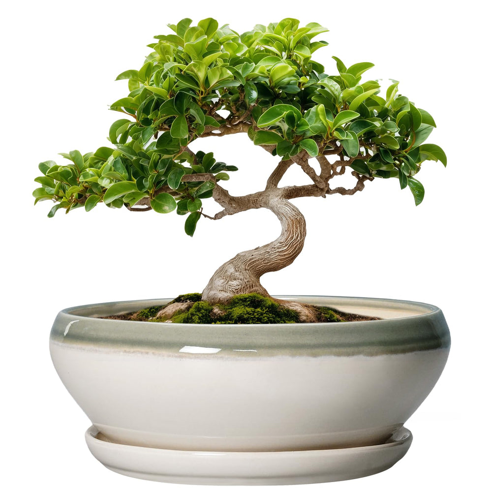 SQOWL Bonsai Tree Pot front view with ice-cracked glaze