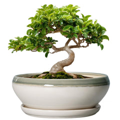 SQOWL Bonsai Tree Pot front view with ice-cracked glaze