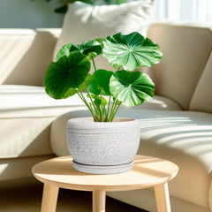 SQOWL Ceramic Plant Pot with drainage hole and saucer