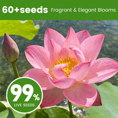 Step-by-step planting guide included with Fruivity Lotus Seeds