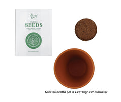 Step-by-step planting instructions for spruce tree kit