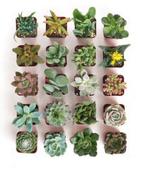 Succulent plants displayed in a garden setting