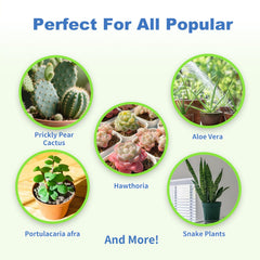 Succulent plants thriving in Omitgoter Succulent Soil Mix