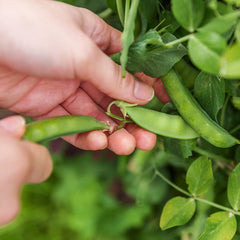 Sugar Daddy Snap Peas growing in a garden