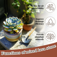 Sukh lava pebbles displayed with bonsai plants