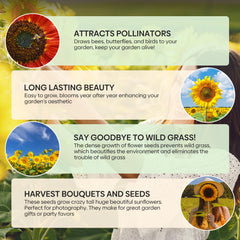 Sunflower seeds with moisture-proof packaging