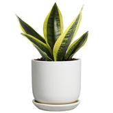 SUNPOTFOR 5 Inch Indoor Plant Pot front view in glossy white