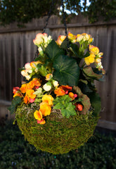 SuperMoss Hanging Basket with flowering plants inside