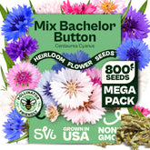 SVI Bachelor Button Seeds packet front view