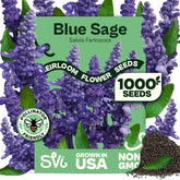 SVI Blue Sage Seeds packet front view