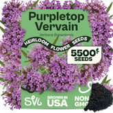 SVI Purpletop Vervain Seeds packet front view
