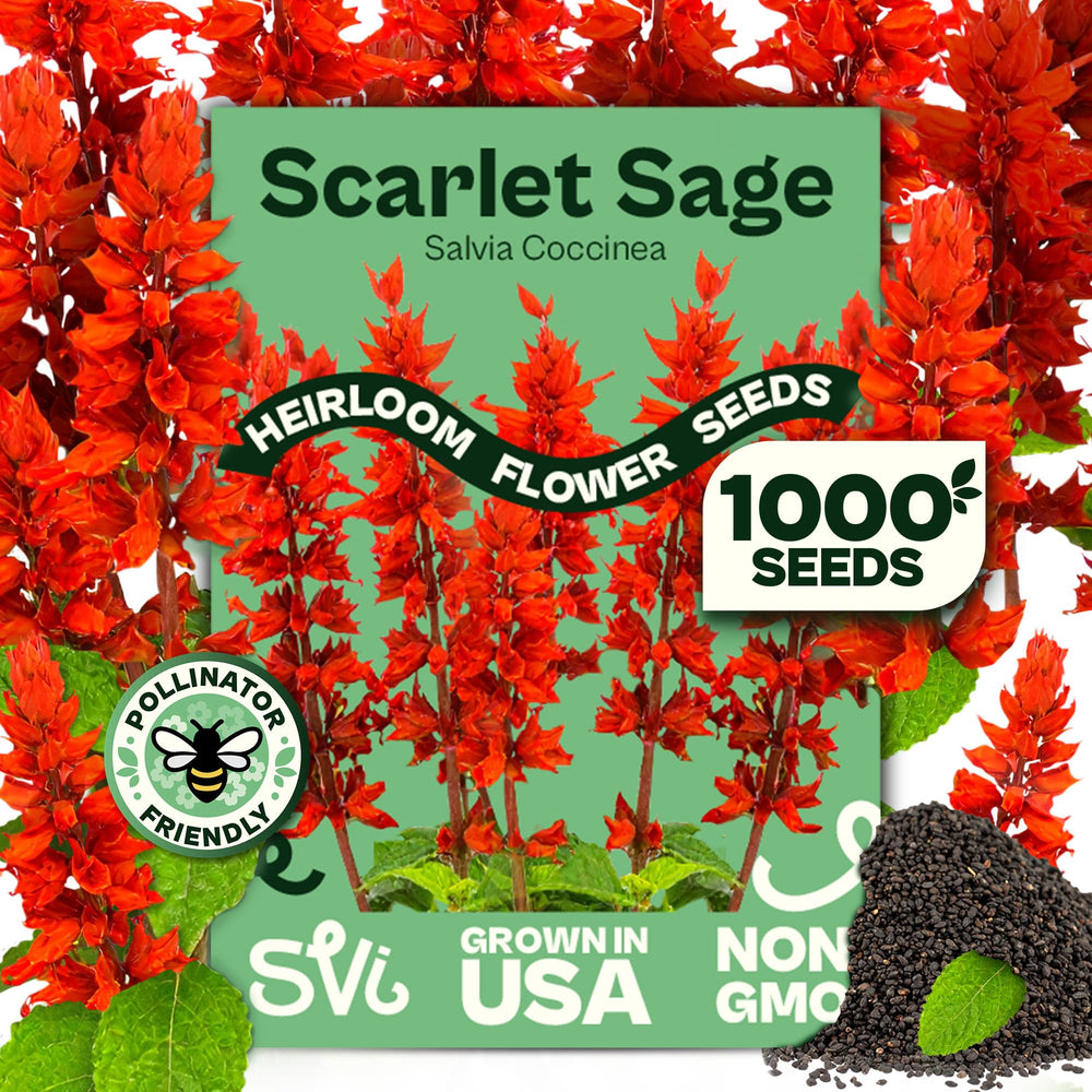 SVI Red Sage Seeds packet front view with scarlet flower illustration